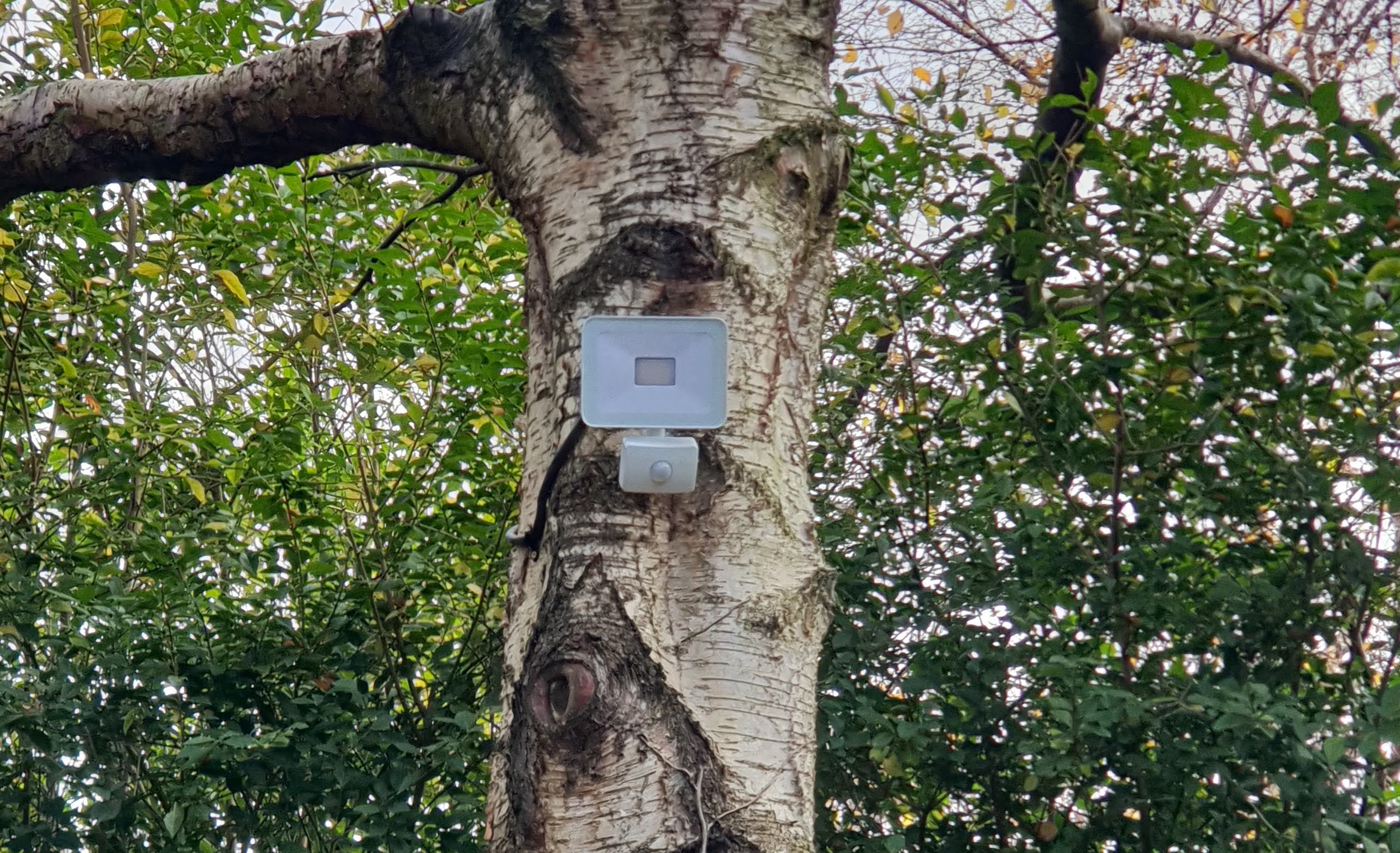 Security lighting on a tree